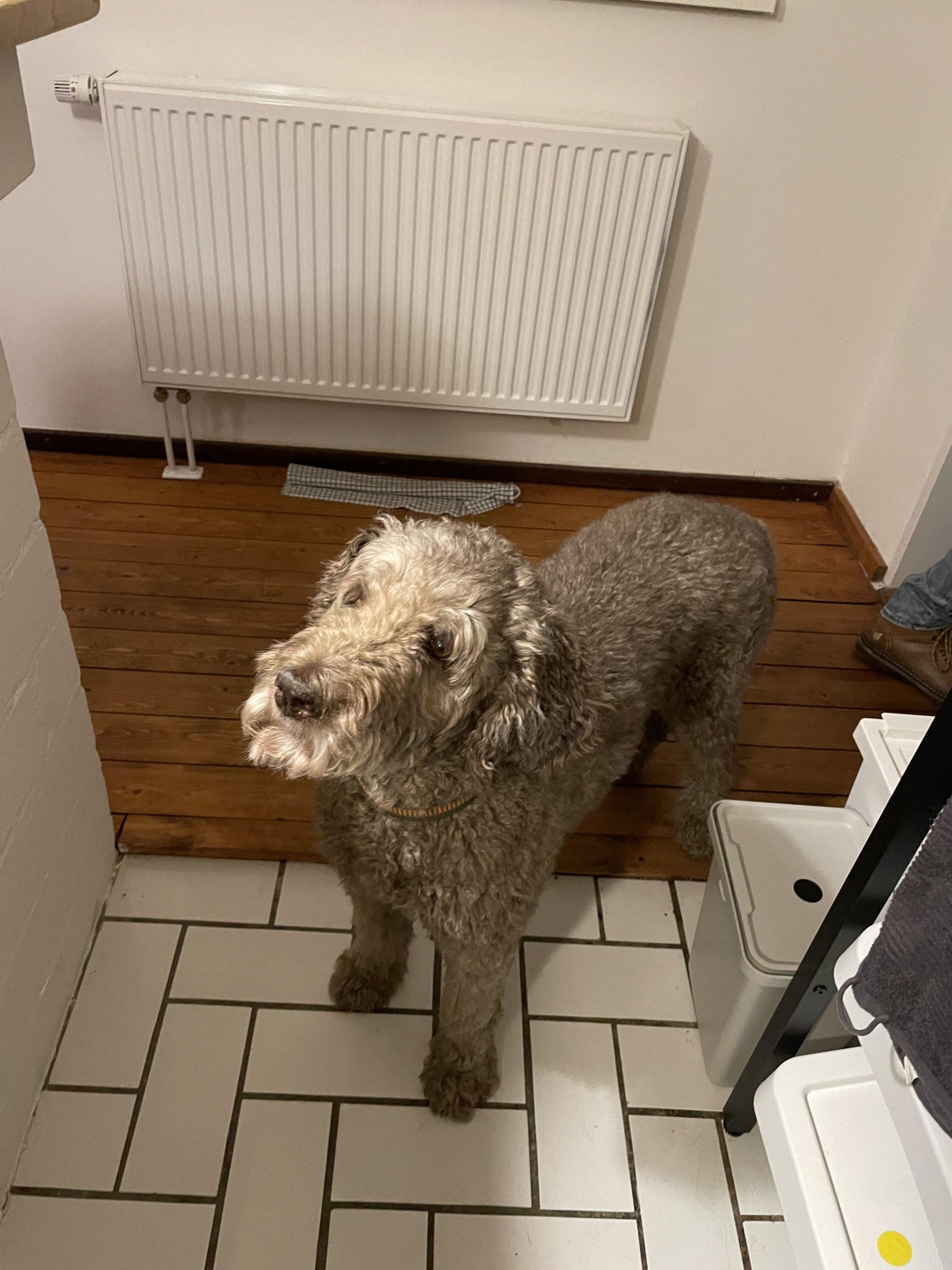 hund-1.jpeg