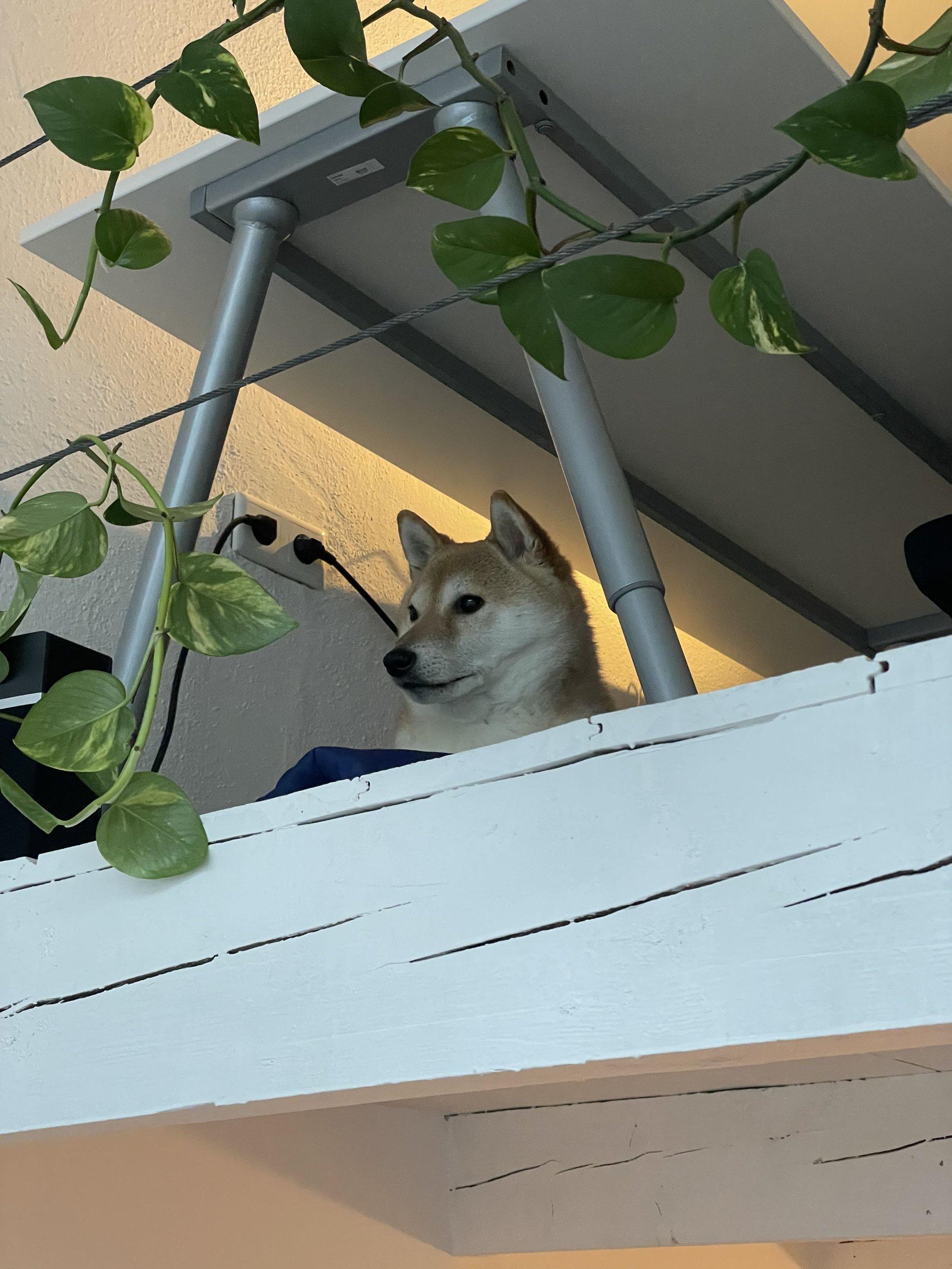 hund2.jpeg